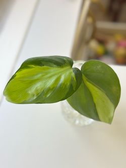 Variegated Philodendron Plant Cutting