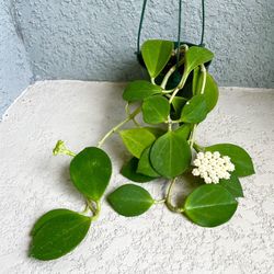 Hoya Pachyclada  Plant 