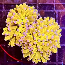 Fake Maylasian Banana Grail With Green Mouth 