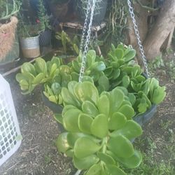 Senecio Jacobsenii Jade