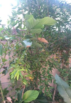 Pomegranate tree