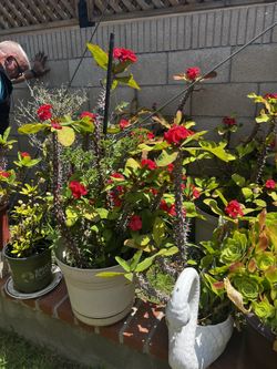 Crown Of Thorns