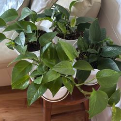 Pothos In 6 Inch White Pot