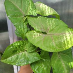 Arrowhead Plants 