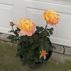 Rose Bush Plant, In 5 Gallons Pot Pick Up Only