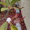 San Diego Native 