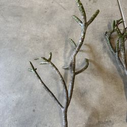 Plumeria (Plumeria / Frangipani)