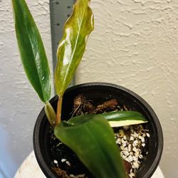 Caramel Marble Philodendron Variegated-non tC