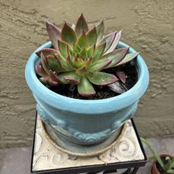 Succulent In Light Blue Ceramic 7” Pot