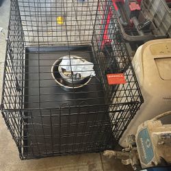 Dog House 
