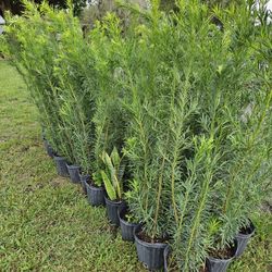 podocarpus  4 feet tall Instan Privacy Hedge 