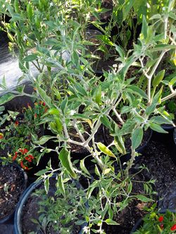 รrboles de chiles $10