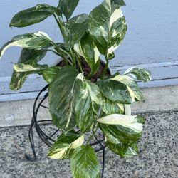 Rare Variegated Monstera Lechleriana Plant