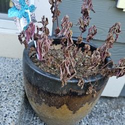 Plant Pots! 