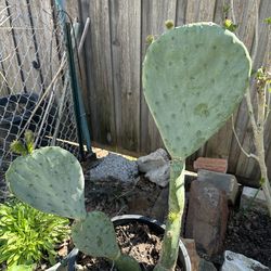 cactus comible