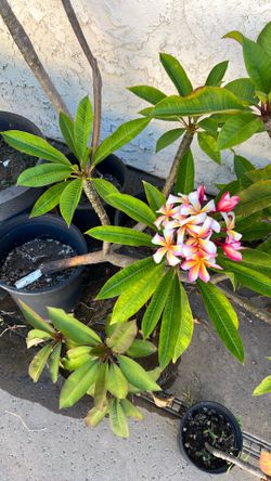 Candy stripe Plumeria