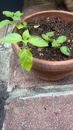 Tulsi Healthy green plant in a terracotta pot.