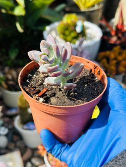 Graptopetalum Amethystinum Lavender Pebbles Succulent
