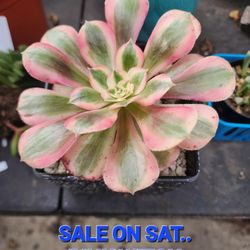 Plant Sale SATURDAY TODAY PINK WITCH ANEONIUMS IN SAN LORENZO TODAY STARTS AT NOON