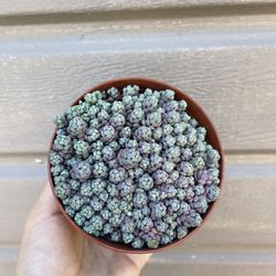 4” purple sedum