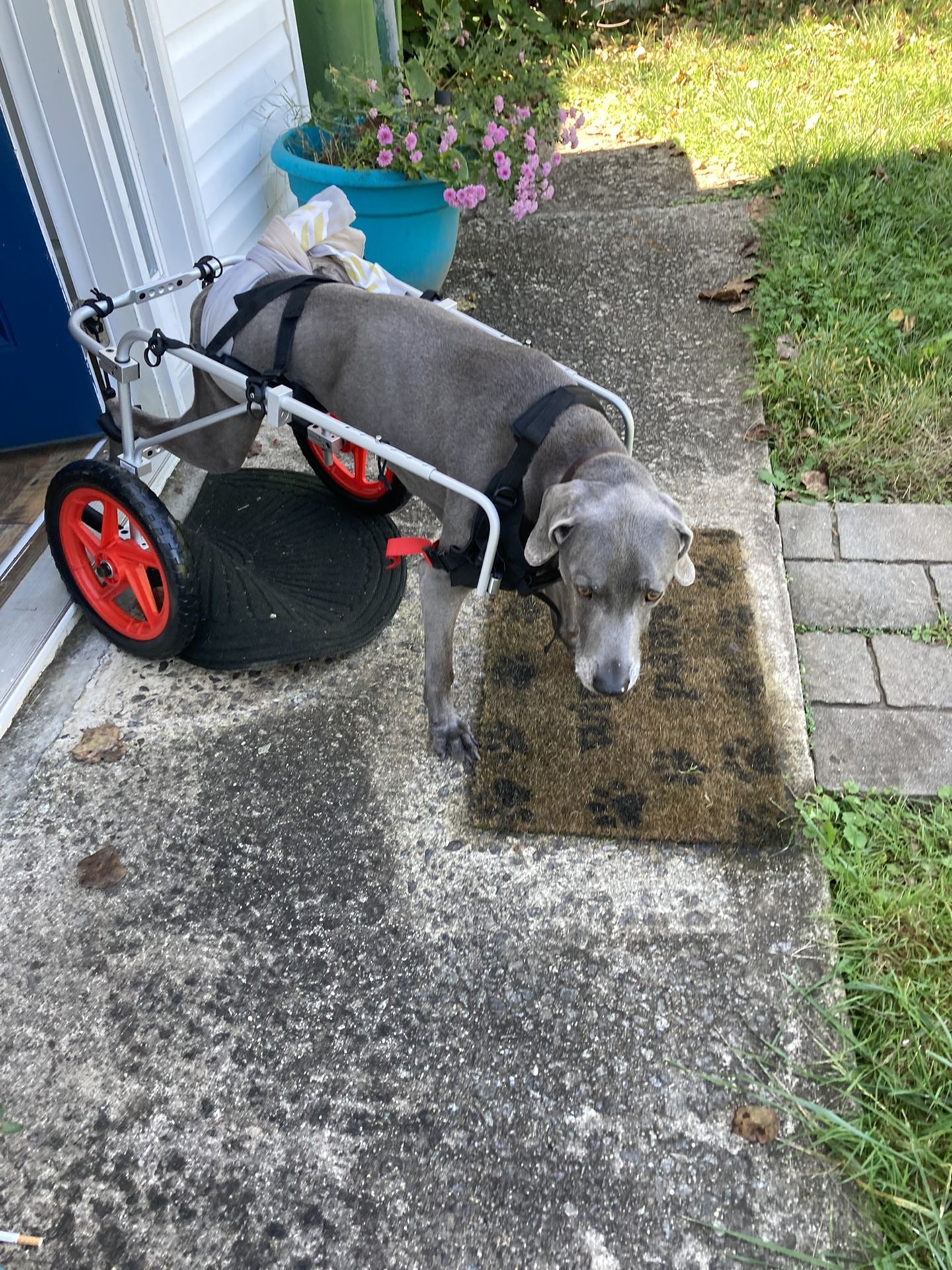 Best Friend Elite Model XL Dog Wheelchair. Red Black And Silver. Assembled with original box and manual. For L/XL Breeds