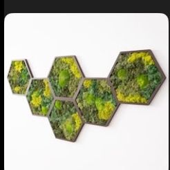 Moss Hexagon Wall Panels made with real moss 