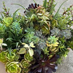 Large box of succulents 