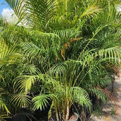 Gorgeous Palms For Inmediate Privacy!!! About 9 Feet Tall!!!