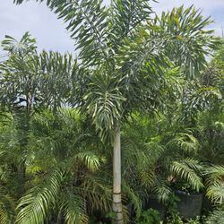 foxtail Palms  crhistmas palms  single double triple 