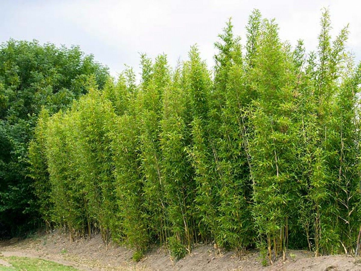 Bamboo for Privacy ~ ~ Expert Advice