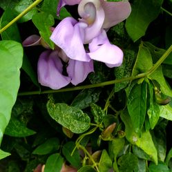 #44 Zombi pea Wild Cowpea Plant 1gal