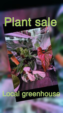Plants Sale. Lots Of Exotic An Rare Plants