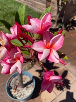 PINK PLUMERIA