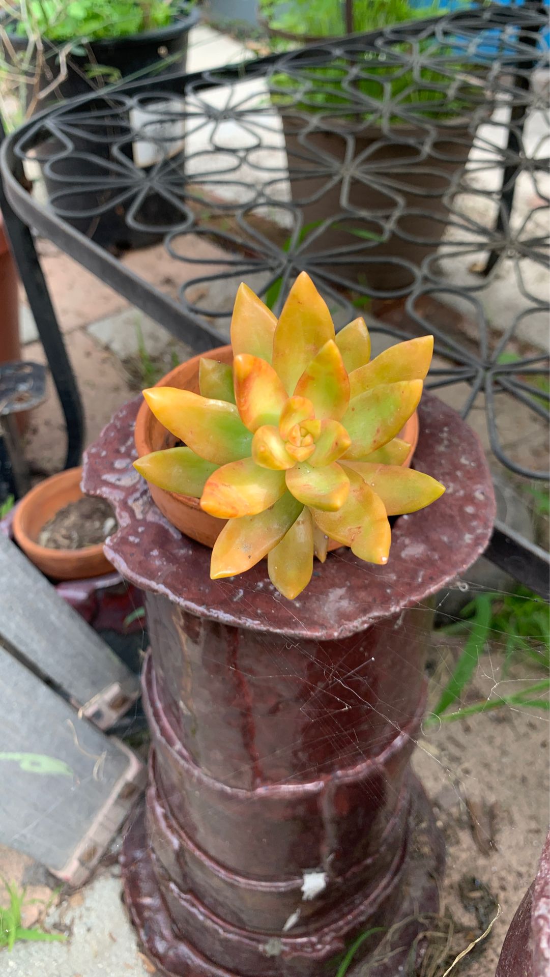 Firestorm succulent