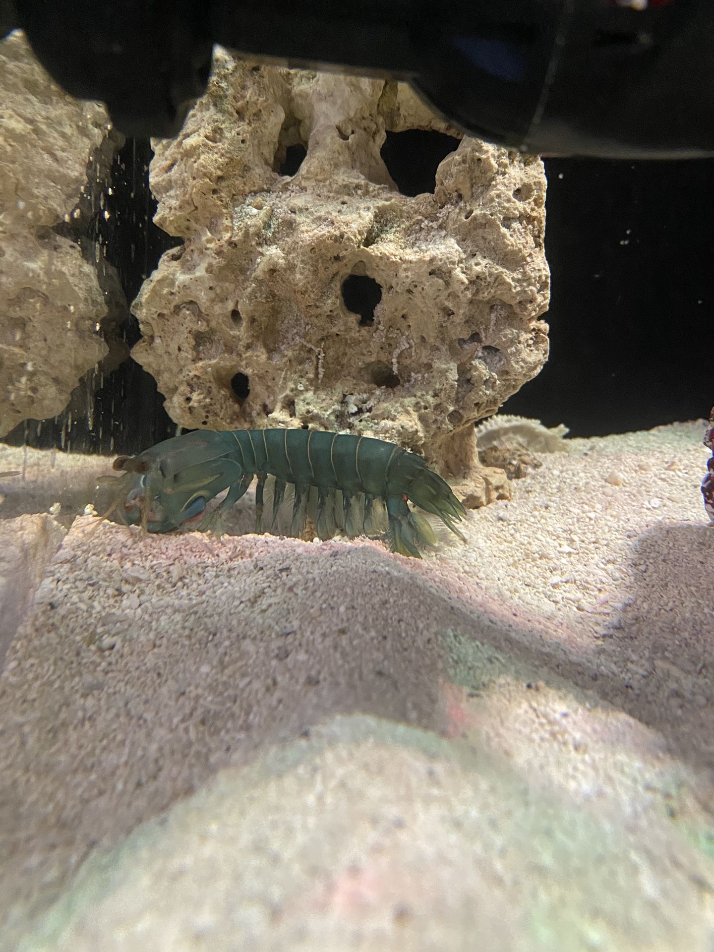 Mantis Shrimp plush