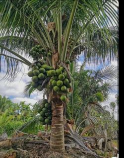 Dwarf malayan coconut tree
