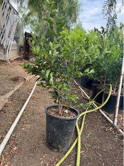 Texas Privet/ Ligustrum 5 gal