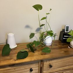 Monstera Plant With Pot