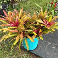 Big Pot Of Bromeliads Plants 