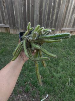 Dog tail Cactus