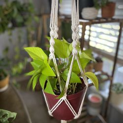 Plant Hanger, Macrame Adjustable Plant Hanger 