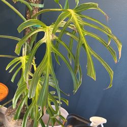 17 LEAF BURLE MARX FLAME
