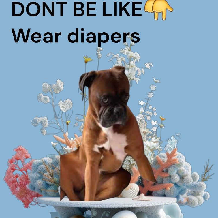 Diapers And Belly Band For Pets