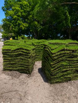 Fresh Sod- Harvested Daily