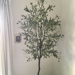 Olive Tree 70 Inches Tall 