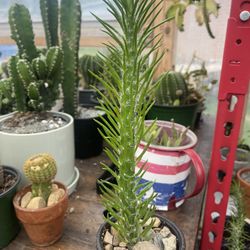 Opuntia Vestita 