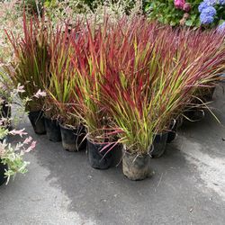 Japanese Bloodgrass Plants