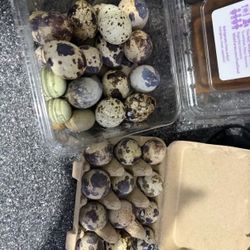 Quail Eggs 