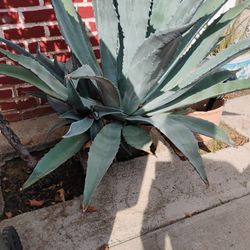 Agave Plant