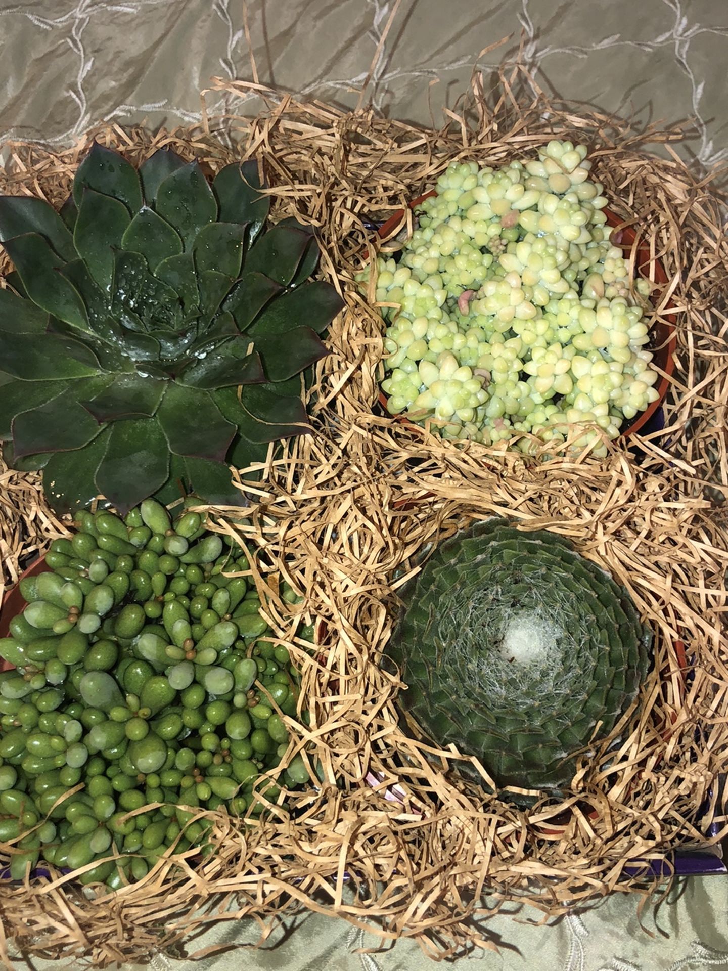 Succulent Box! Assorted Green Plants